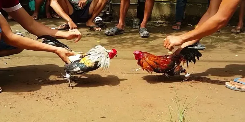 Người chơi đá gà cựa dao cần cân nhắc kỹ trước khi đặt cược