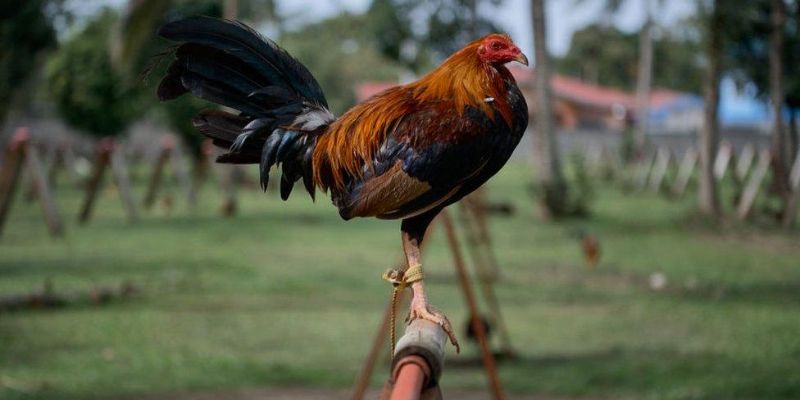 Chiến kê nòi Bình Định từ những trại gà đá nổi tiếng