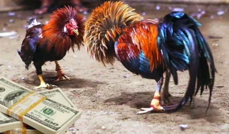 Gà hắc hổ thới oai phong trong tư thế chiến đấu