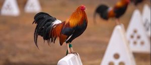 Chiến kê có bộ lông óng mượt tạo ấn tượng mạnh trên sới gà