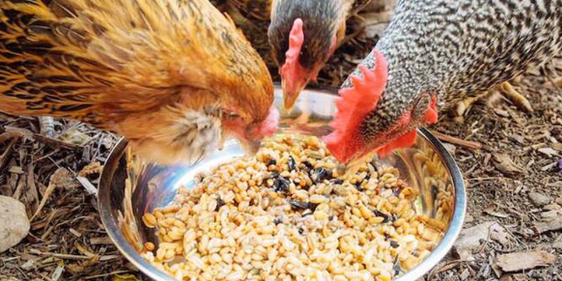 Mồi tươi giàu protein trong giai đoạn chiến đấu