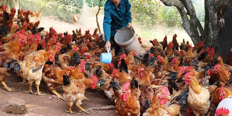 Nuôi gà đá làm giàu thu nhập ổn định 600 triệu/năm