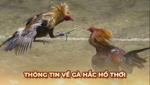 Hắc hổ thới được chăm sóc trong chuồng sạch sẽ