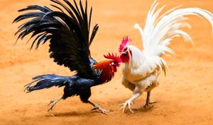 Đá gà cựa dao trực tuyến